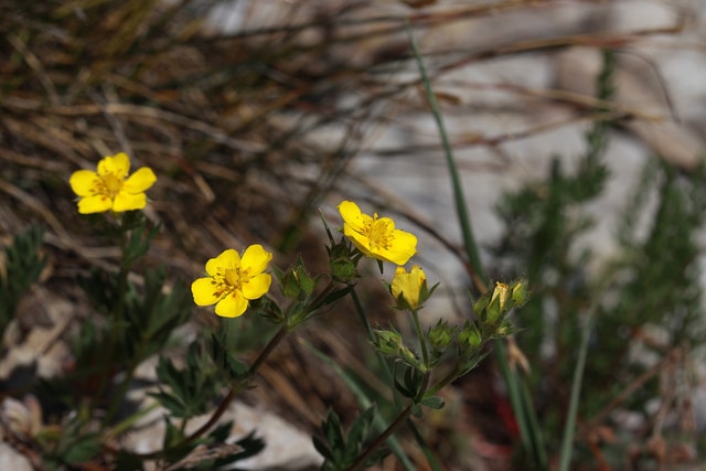 Potentilla ovina
