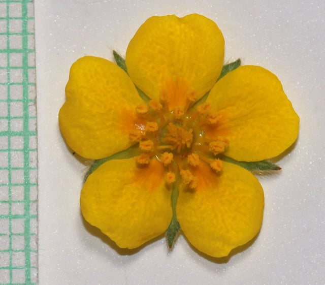 Potentilla ovina