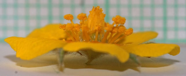 Potentilla ovina