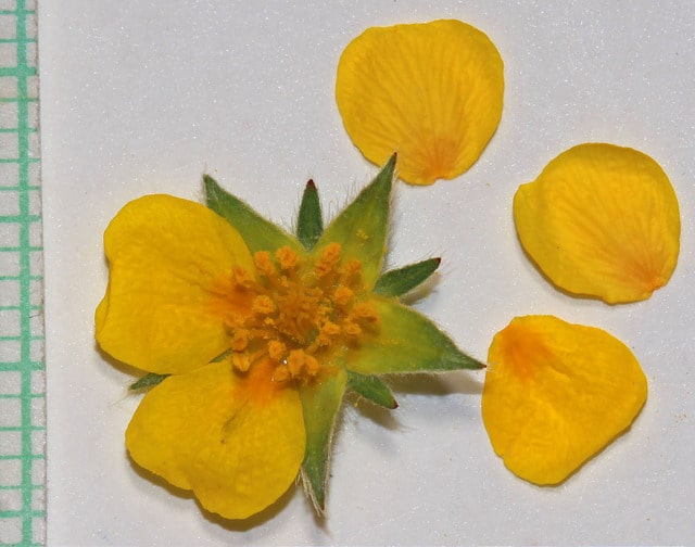 Potentilla ovina