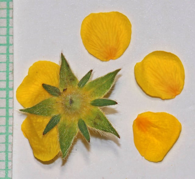 Potentilla ovina