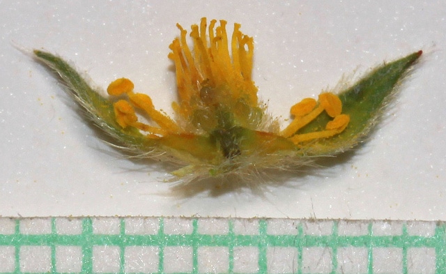 Potentilla ovina (Potentilla ovina)