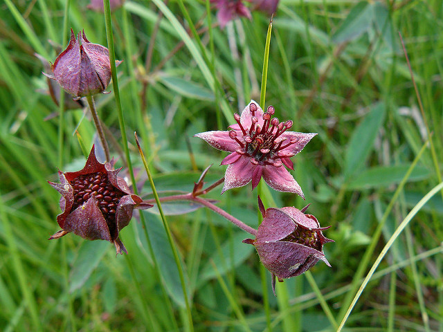 Potentille des marais