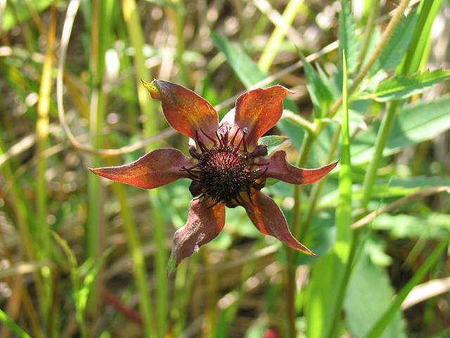 Potentille des marais