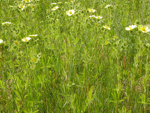 Potentille dressée (Potentilla recta)