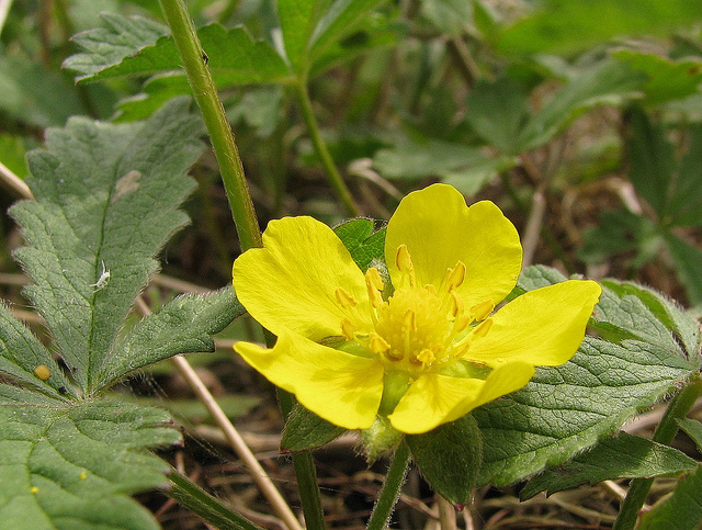 Potentille rampante
