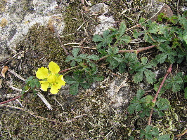 Potentille rampante