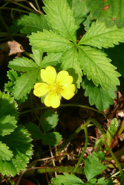 Potentille rampante
