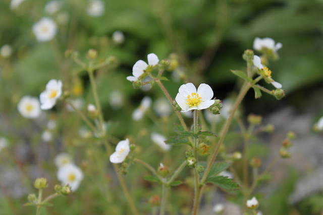 Potentille des rochers (Potentilla rupestris)
