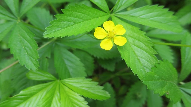Potentilla simplex (Potentilla simplex)