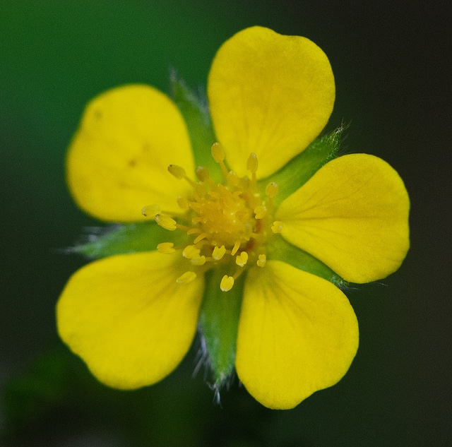 Potentilla simplex
