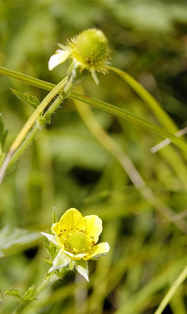 Potentilla simplex