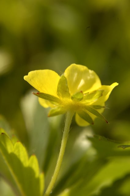 Potentilla simplex
