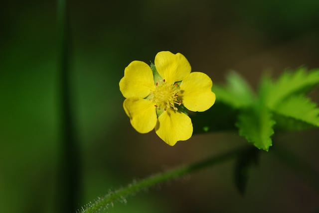 Potentilla simplex