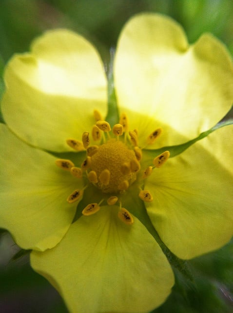 Potentilla simplex