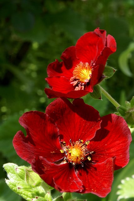 Potentilla thurberi
