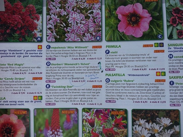 Potentilla thurberi