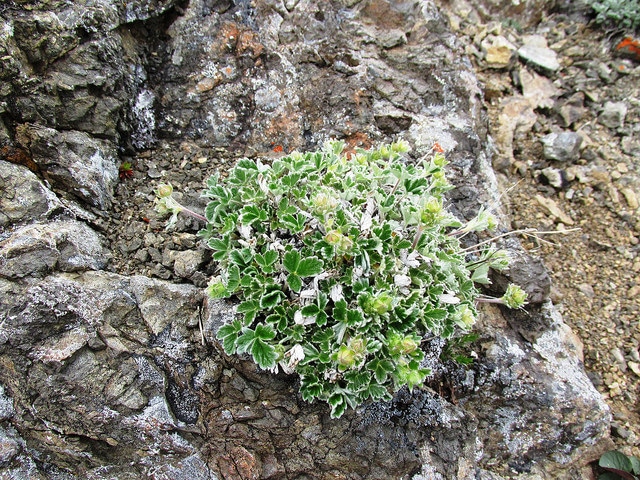 Potentilla villosa