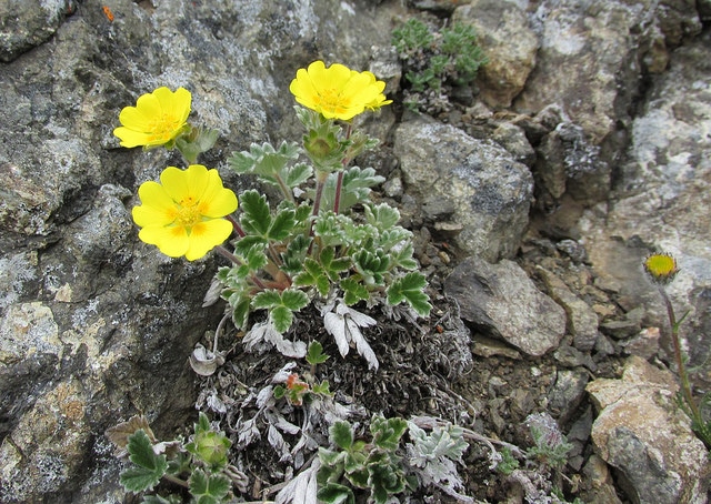Potentilla villosa