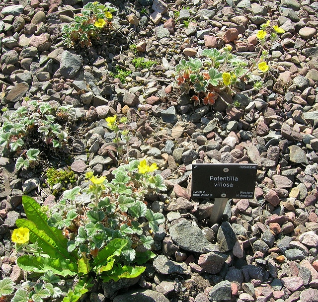 Potentilla villosa