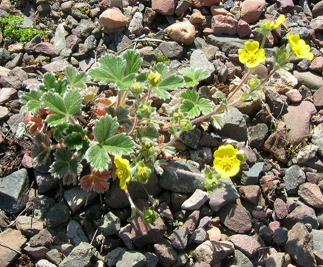 Potentilla villosa