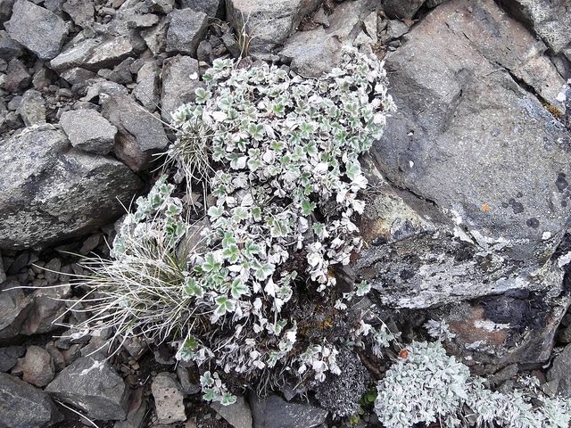 Potentilla villosa (Potentilla villosa)