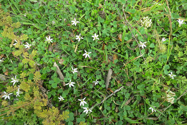 Pratia angulata