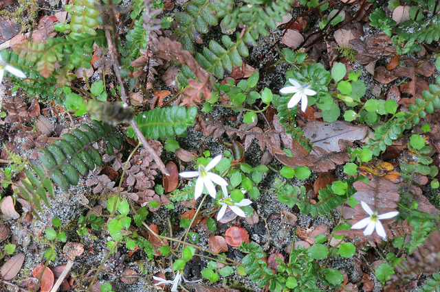 Pratia angulata