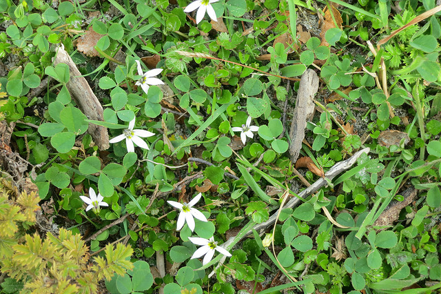 Pratia angulata (Pratia angulata)