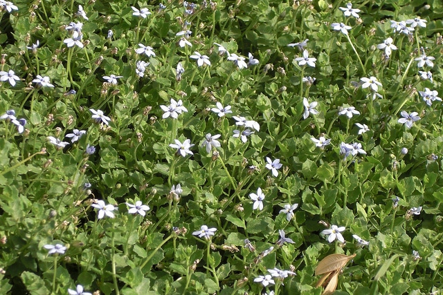 Couvre-sol à étoiles bleues