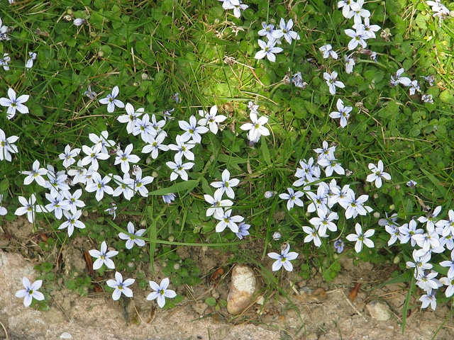 Couvre-sol à étoiles bleues