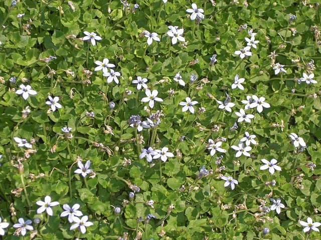 Couvre-sol à étoiles bleues (Pratia pedunculata)