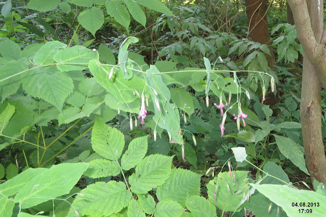Prénanthe pourpre (Prenanthes purpurea)