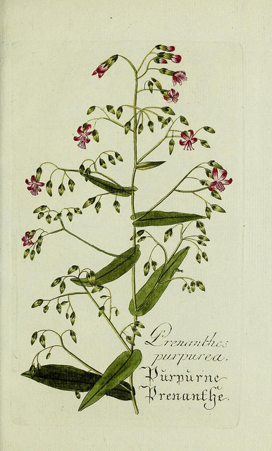 Prénanthe pourpre