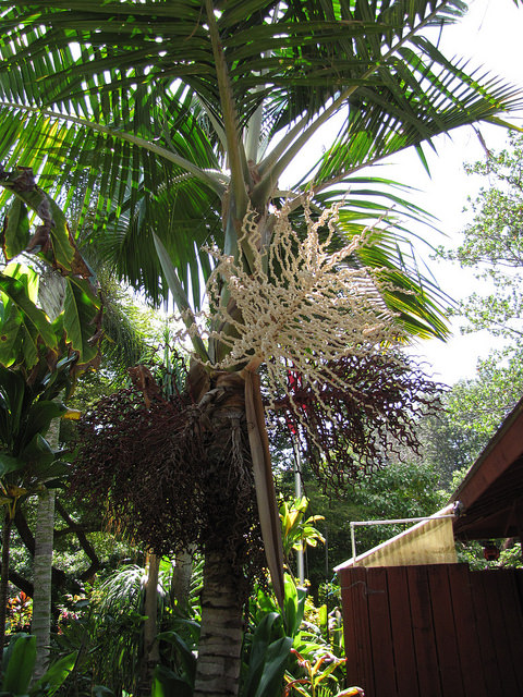 Prestoea acuminata