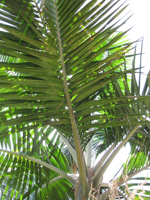 Prestoea acuminata