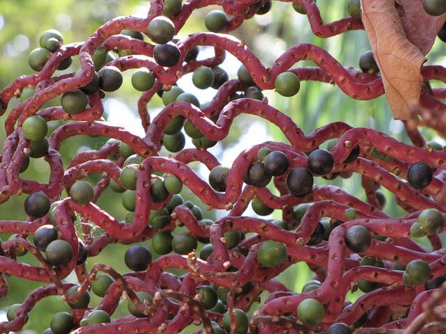 Prestoea acuminata (Prestoea acuminata)