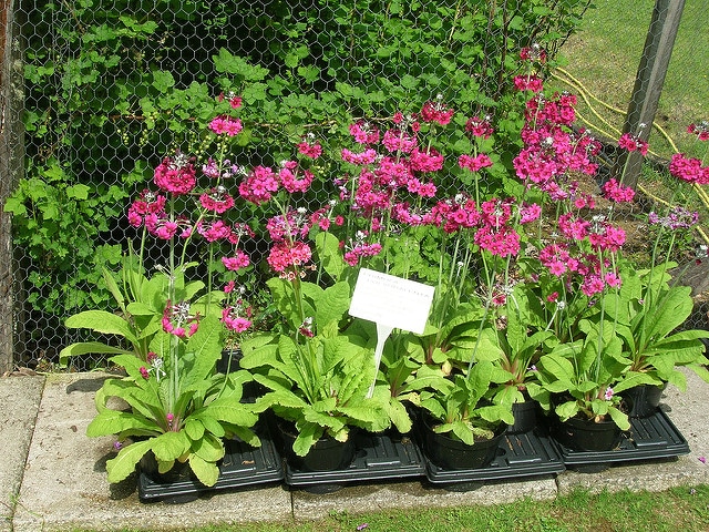 Primula beesiana (Primula beesiana)
