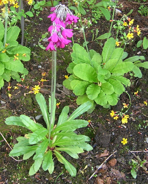 Primula beesiana