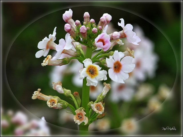 Primula beesiana