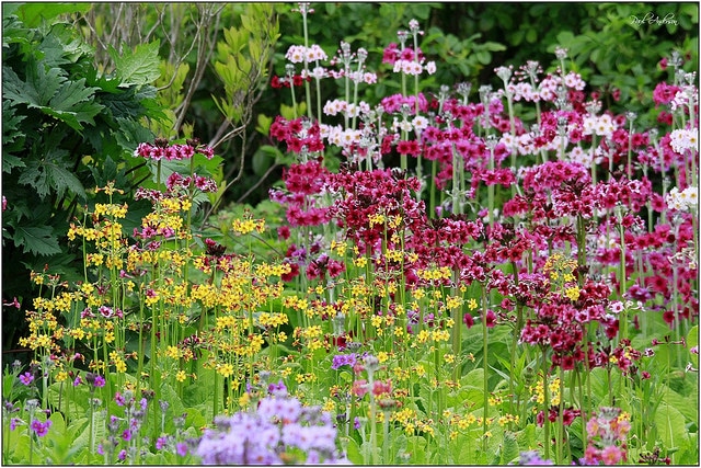 Primula beesiana