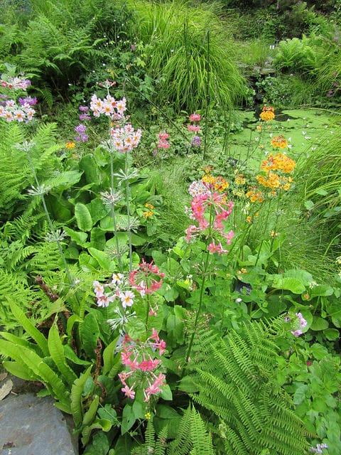Primula beesiana