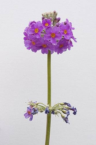 Primula beesiana