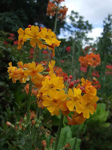 Primevère candélabre (Primula bulleyana)
