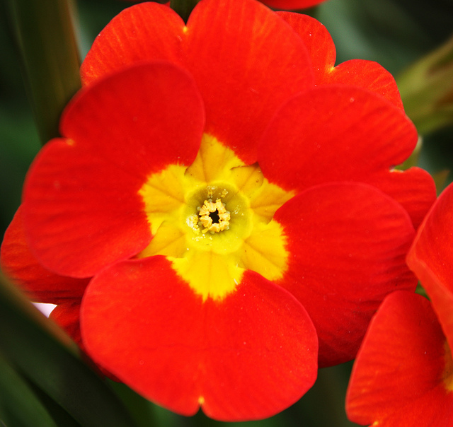 Primevère des bois (Primula elatior)