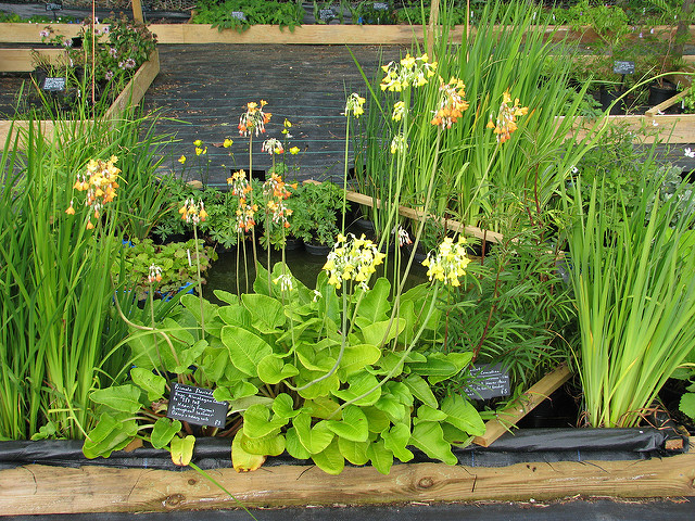 Primevère du tibet (Primula florindae)