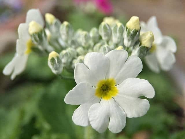 Primula malacoides