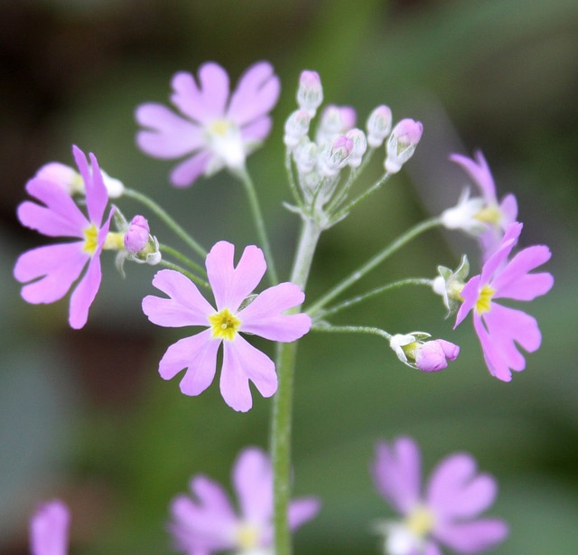 Primula malacoides (Primula malacoides)