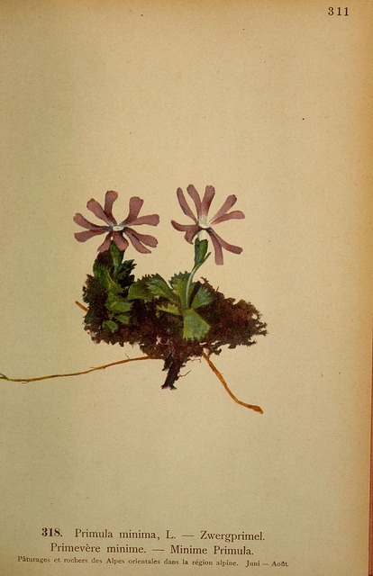 Primevère naine (Primula minima)