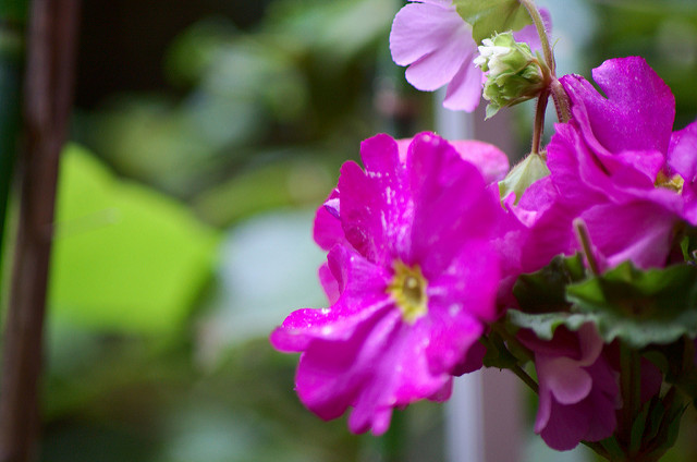 Primevère obconique (Primula obconica)